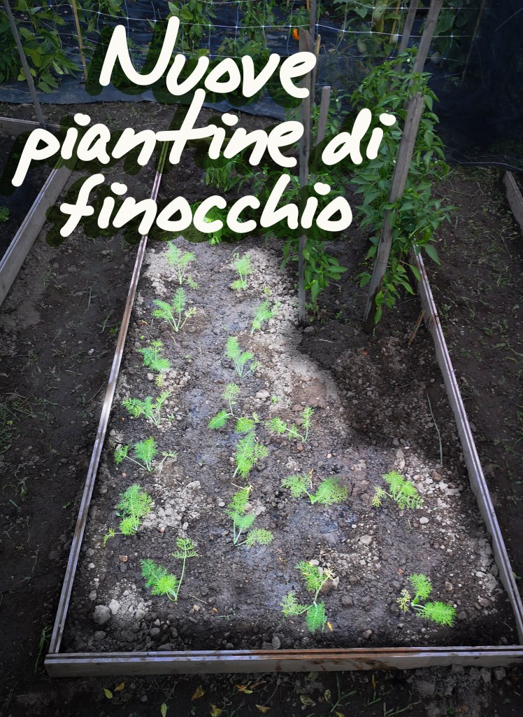 prime piantine di finocchio